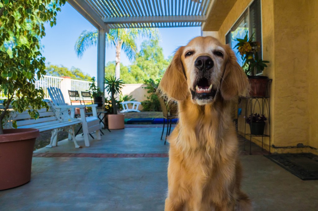 School Work: My&nbsp;Pup